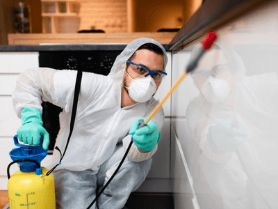 About SafeNest Solutions - pest control experts in Savannah