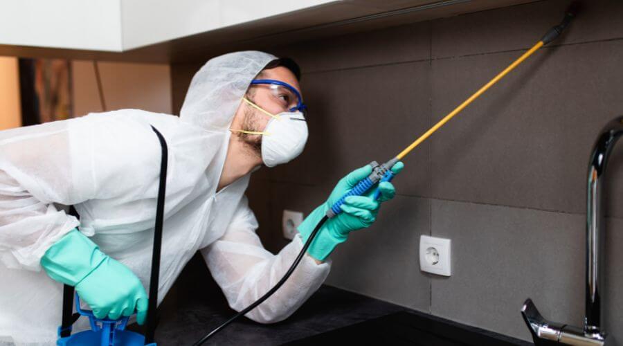 Why choose SafeNest Solutions for pest control in Savannah